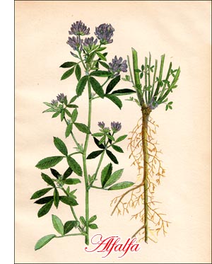 Alfalfa Plant