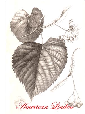 American Linden or Basswood Tree