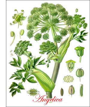 Angelica herb