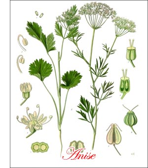 Anise herb
