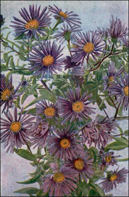 Aster picture