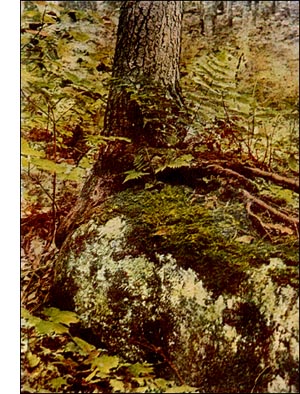 Brown Fruited Cup Cladonia Lichen