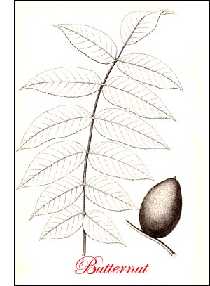 Butternut or Oil Nut or White Walnut Tree