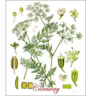 Caraway herb