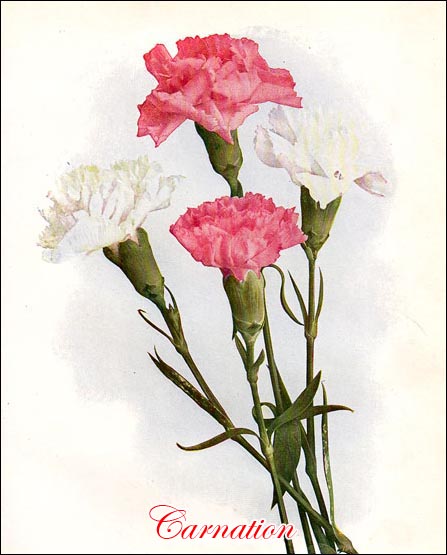 Carnation picture