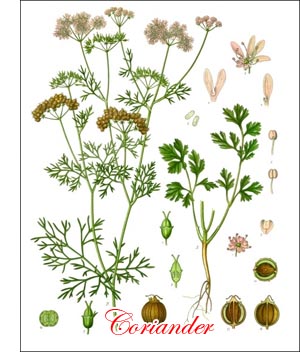Coriander herb