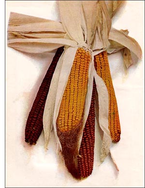 Corn nut