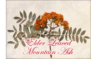 Elder Leaved Mountain Ash Tree