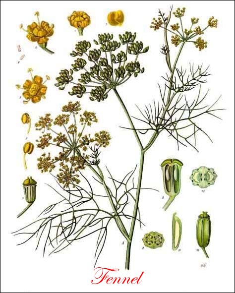 Fennel picture