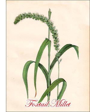 Foxtail Millet seed