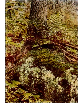 Fringed Cladonia Lichen