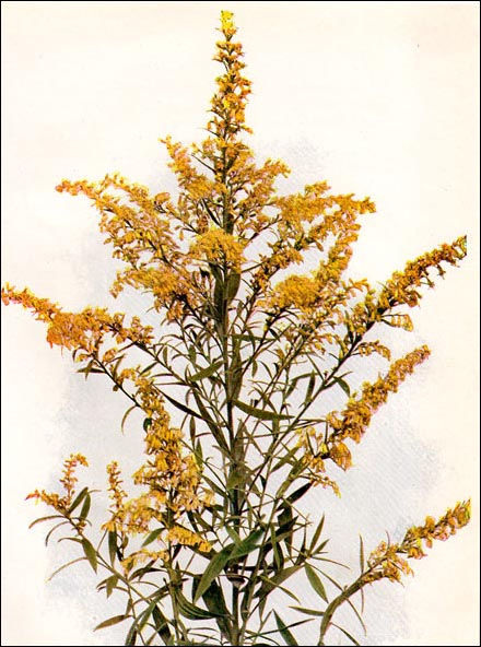 Golden Rod picture