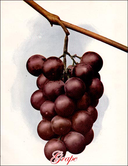 Grape picture