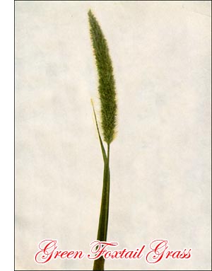 Green Foxtail Grass