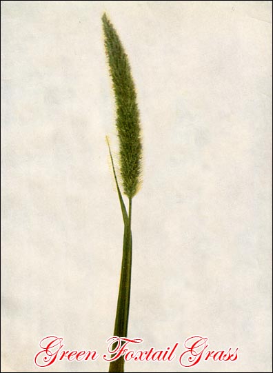 Green Foxtail picture