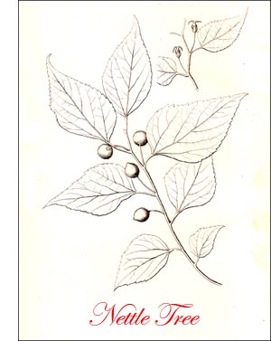 Hackberry ot Nettle Tree or Sugar Berry Tree