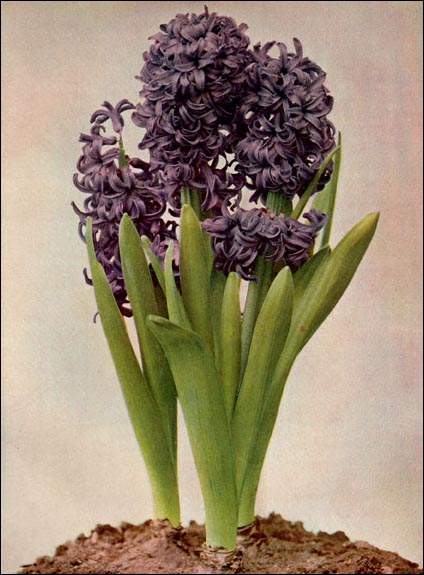Hyacinth picture