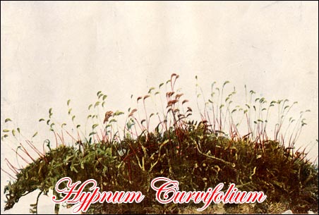 Hypnum Curvifolium picture
