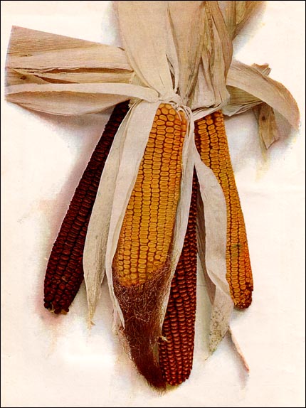Indian Corn picture