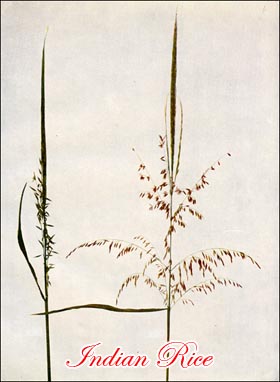 Indian Rice Grass
