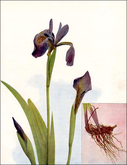 Iris picture