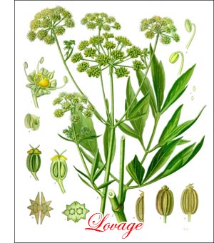 Lovage herb