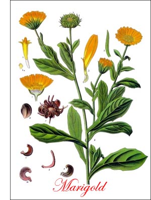 Marigold herb