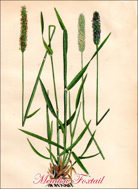 Meadow Foxtail picture