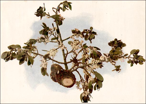 Mistletoe picture