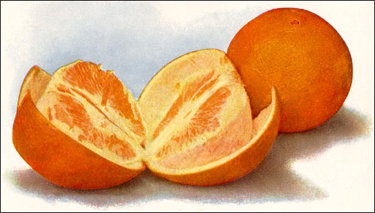 Orange picture