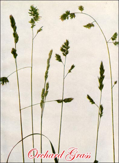 Orchard Grass picture