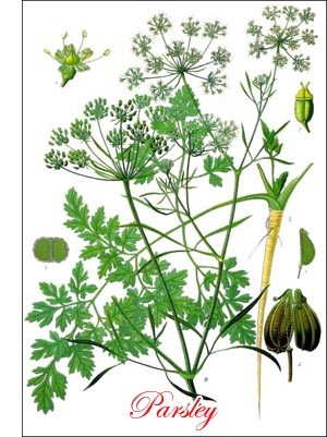 Parsley herb