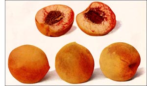 Peach fruit