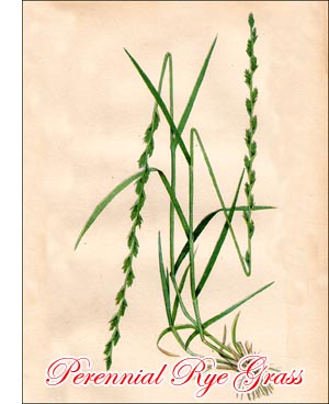 Perennial Rye Grass seed