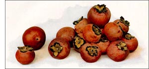 Persimmon fruit