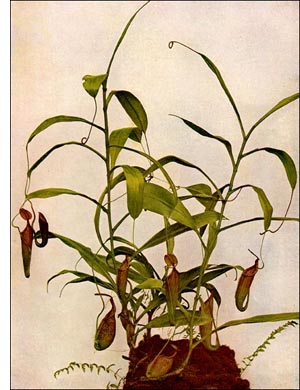 Pitcher Plant plant
