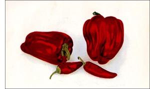 Red Pepper spice