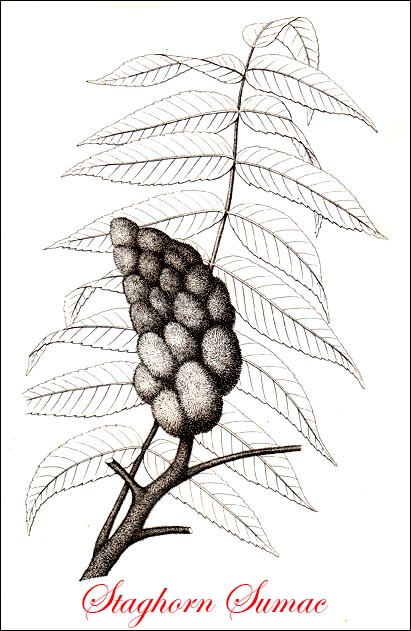 Staghorn Sumac Tree picture