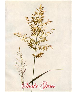 Strong Scented Eragrostis Grass