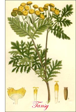 Tansy herb