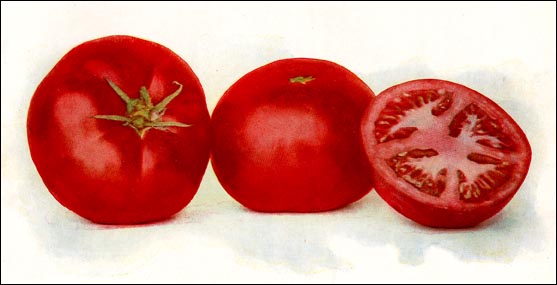 Tomato picture