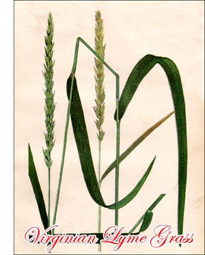 Virginia Lyme Grass