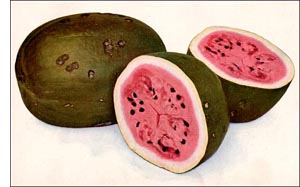 Watermelon fruit