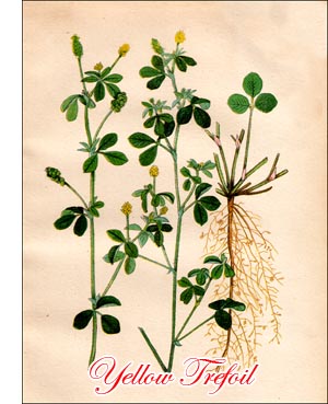 Yellow Trefoil seed
