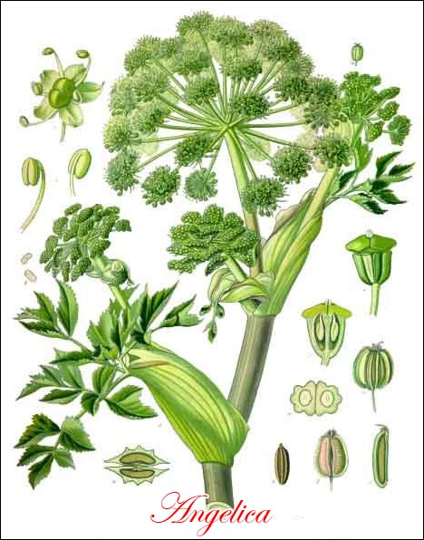 Angelica picture