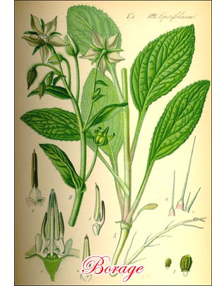 Borage herb