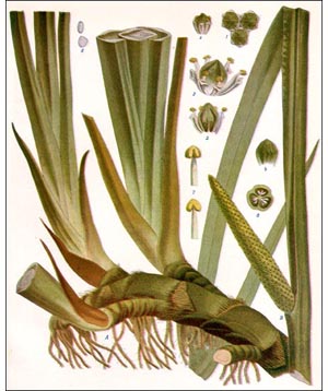Calamus plant