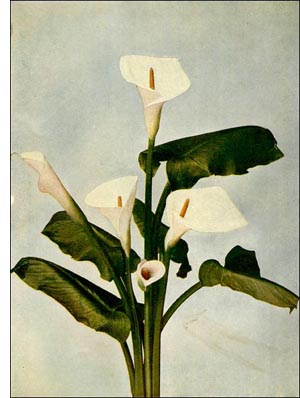 Calla Lily flower