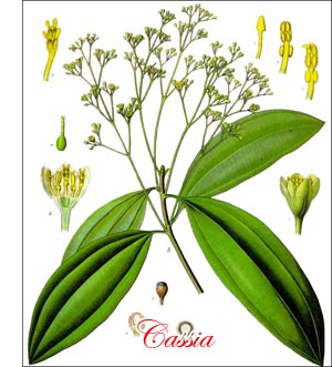 Cassia spice