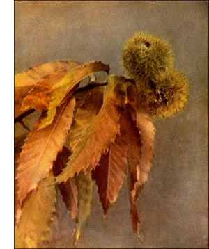 chestnut tree chestnuts chinquapin plantguide fagaceae family